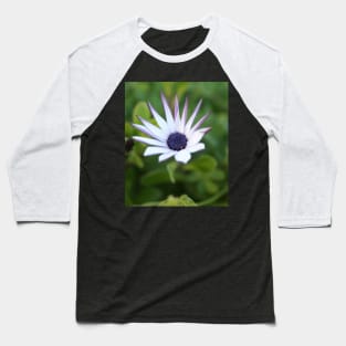 Startled African Daisy Flower Baseball T-Shirt